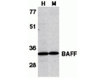 BAFF Antibody in Western Blot (WB)