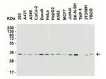 BAFF Antibody in Western Blot (WB)