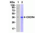 CXCR4 Antibody in Western Blot (WB)