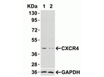 CXCR4 Antibody in Western Blot (WB)