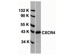 CXCR4 Antibody in Western Blot (WB)