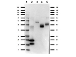 VHH Antibody in Western Blot (WB)