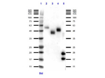 VHH Polyclonal Antibody
