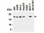 PERP Antibody in Western Blot (WB)
