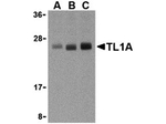 TL1A Polyclonal Antibody