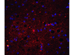 Trail Polyclonal Antibody