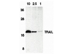 Trail Antibody in Western Blot (WB)