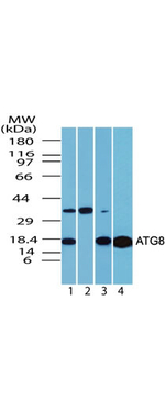 ATG8 Antibody in Western Blot (WB)