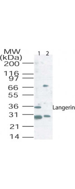 Langerin Antibody in Western Blot (WB)