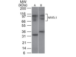 NFATc1 Polyclonal Antibody