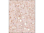 Nur77 Polyclonal Antibody