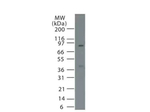 Nur77 Antibody in Western Blot (WB)