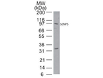 SENP5 Polyclonal Antibody