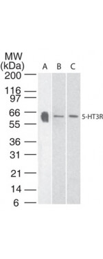 Serotonin Receptor 3A Antibody in Western Blot (WB)
