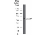 SMAD7 Polyclonal Antibody