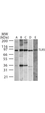 TLR5 Antibody in Western Blot (WB)