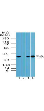Wnt5A Antibody in Western Blot (WB)
