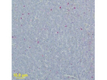 WNVM Antibody in Immunohistochemistry (Paraffin) (IHC (P))
