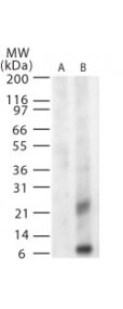 WNVM Antibody in Western Blot (WB)