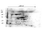 HMW E.Coli Host Cell Proteins Polyclonal Antibody