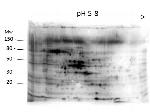 E.coli Combined HCP Polyclonal Antibody