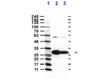 Nuclease/NucA Antibody in Western Blot (WB)