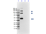 T4 RNA Ligase Polyclonal Antibody