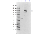 T7 RNA Polymerase Polyclonal Antibody