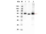 AKT Polyclonal Antibody