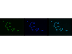 HP1 alpha, beta, gamma Polyclonal Antibody