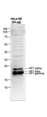 HP1 alpha, beta, gamma Antibody in Western Blot (WB)