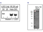 LSD1 Polyclonal Antibody