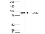EzH2 Polyclonal Antibody