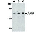 AATF Antibody in Western Blot (WB)