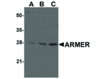 ARMER Antibody in Western Blot (WB)