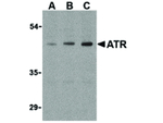ATR Antibody in Western Blot (WB)