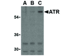 ATR Antibody in Western Blot (WB)