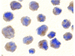 BACE Antibody in Immunocytochemistry (ICC/IF)