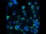 BACE Antibody in Immunocytochemistry (ICC/IF)