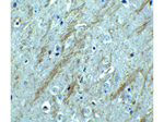 BACE Antibody in Immunohistochemistry (Paraffin) (IHC (P))