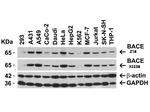 BACE Antibody in Western Blot (WB)