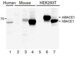 BACE Antibody in Western Blot (WB)