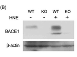 BACE Antibody in Western Blot (WB)