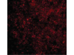 BAD Polyclonal Antibody