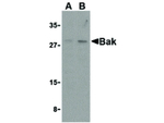 BAK Antibody in Western Blot (WB)