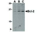 BCL2 Antibody in Western Blot (WB)