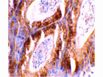 BCL-G Antibody in Immunohistochemistry (Paraffin) (IHC (P))