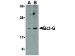 BCL-G Antibody in Western Blot (WB)