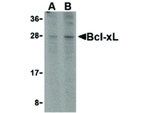 BCL-xL Polyclonal Antibody