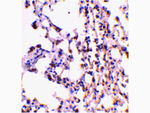 BID Antibody in Immunohistochemistry (Paraffin) (IHC (P))